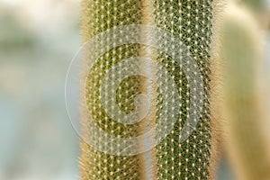 Close-up of green cactus