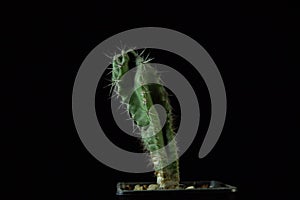 Green cactus with sharp needles on dark background