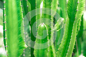 close up green cactus budding texture for background