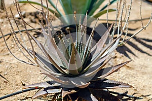 Close up of green cactus desert plant with blurred background