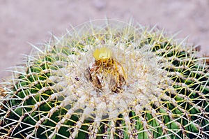 Close up of green cactus desert plant with blurred background