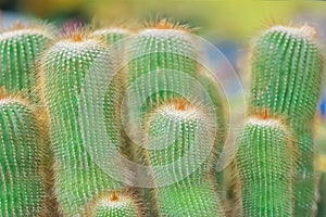 Close up green cactus group,Cereus peruvianus