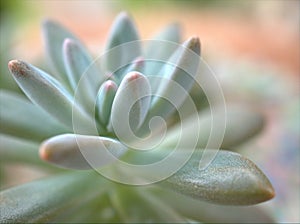 Close up of a green cactus Pachyphytum fittkaui , succulent desert plants in garden with blurred background