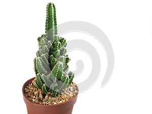 Close up green cactus in pot with small rock isolated on white background selective focus