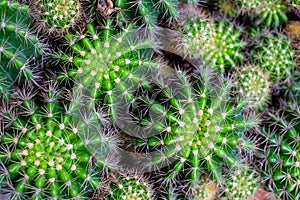 Close up of Green cactus selective focus