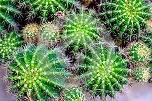 Close up of Green cactus selective focus