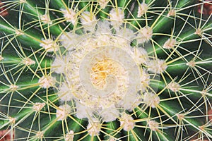 Green cactus with yellow long thorn patterns and white hair or ornamental golden barrel flowers blooming top view in natural