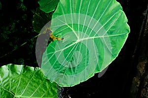 Close up Green Caladium. Abstract beautiful textured and background.