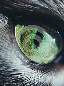 Close up green cat eyes. Macro shoot