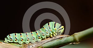 Close up of a green caterpillar of a swallowtail butterfly, on green branches against a dark background