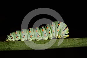 Close up of a green caterpillar of a swallowtail butterfly, on green branches against a dark background