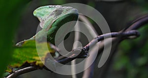 Close-up of a Green Chameleon on a Branch