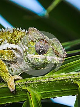 Close-up of a Green Chameleon perching on palm tree leaf in Mauritius photo