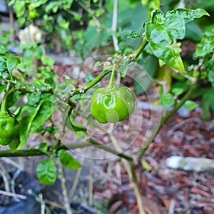 close-up green cherry bomb chilli