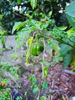 close-up green cherry bomb chilli