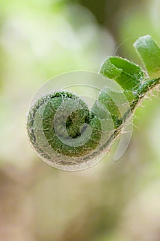 Close-up of green Christmas tree fern fiddlehead with unfurling leaves and silvery hairs on curved stem