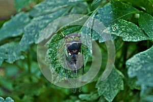 Close up of a green cicada insect bug on a plant