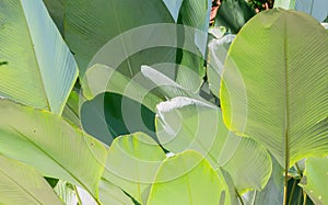 Close up green cigar leaf, calathea luted Aubl.