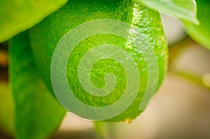 Close up green citrus fruit on tree with green leaves in sunshine