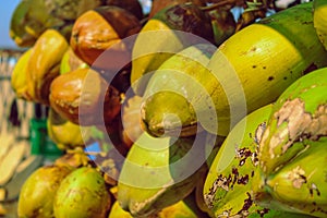 Close up of green coconut,Group of green coconuts textured background,Stack of green coconuts