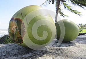 Close-up of green coconuts on blurred background of tropical palm tree. Martinique, French West Indies. Tropical culture