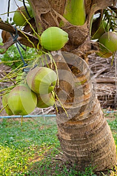 Close-up of green coconuts growing on the coconut tree