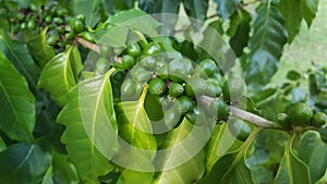 close-up Green coffee beans on coffee plant