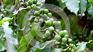 Close-up of green coffee beans on a coffee plant in Cuba