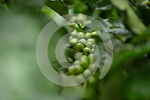 Close up green coffee beans robusta on tree
