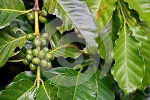 Close up Green coffee on the tree in nature
