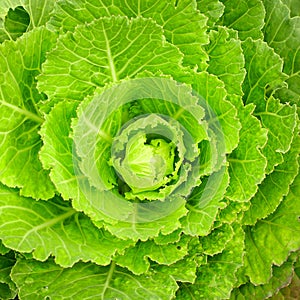 Close-up of green collard floras