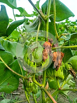 Close up of green color Cotton Boll on Cotton plant.Green cotton field.Organic boll.Cotton boll hanging on plant.