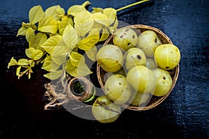 Close up of green colored herbal and organic oil of amla or Indian gooseberry in a transparent bottle with raw amla in a basket