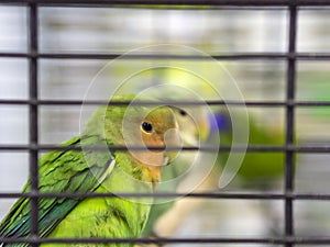 Close-up green colored lovebirds standing in cage