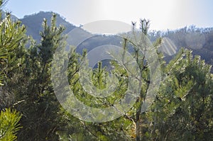 Mountains foggy white blue sky. Chinese autumn mountains.