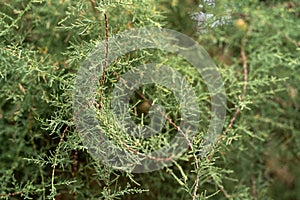 Close up green coniferous tree branches thuja