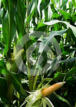 Close up Green corn on the farm,space on top