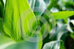 Close up green corn leaf background