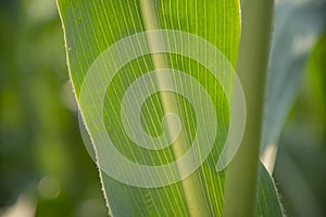 Close up of green corn leaves.