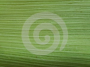 Close-up on green corn straw, full frame, with selective focus.