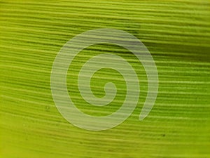 Close-up on green corn straw, full frame, with selective focus.