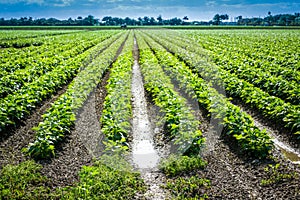 Close Up of Green Crops