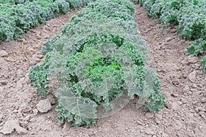 Close-up green curly kale growing on hill at farm in Washington, America