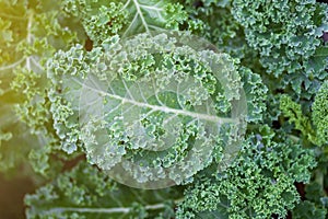 Close up of green curly kale plant in vegetable garden, Green kale leaves, one of the super foods, beneficial for health lovers