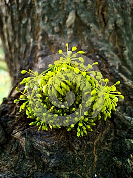 Close-up green curly plant growing on the branch of mango tree.