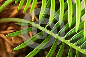 A close-up of a Cycus palm leaf
