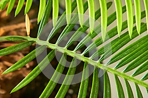 A close-up of a Cycus palm leaf