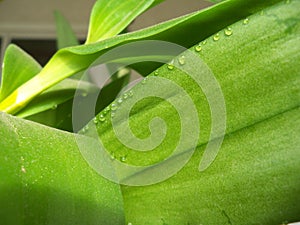 Close up of a Green Dendrobium Orchid foliage