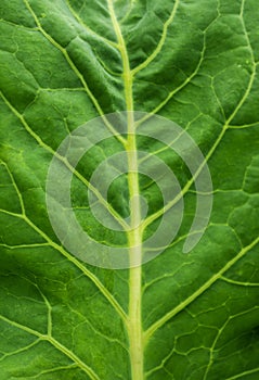 Close up of green detailed leaf.