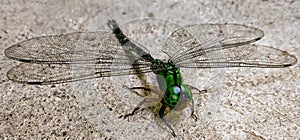 Green dragonfly with transparent mesh wings on rough texture photo
